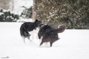 Conny (without pedigree, lives together with Alpi) and Xandro playing together